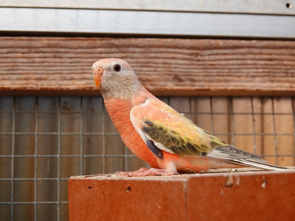 Te koop 4 jonge bourkeparkieten, Dieren en Toebehoren, Meerdere dieren, Parkiet