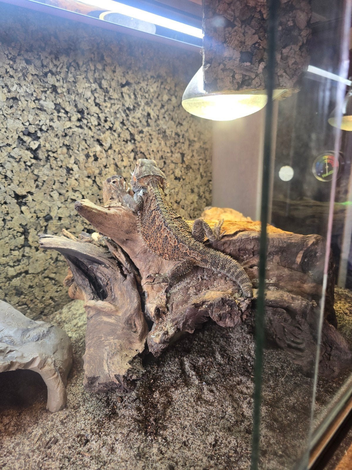 Baardagaam met terrarium, Dieren en Toebehoren, Hagedis, Met terrarium, 0 tot 2 jaar