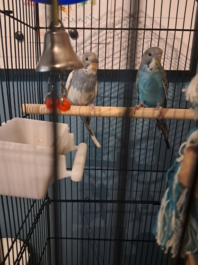 Grasparkietjes met kooi, Dieren en Toebehoren, Vogels | Hokken en Kooien, Ophalen of Verzenden, Hout, Vogelkooi