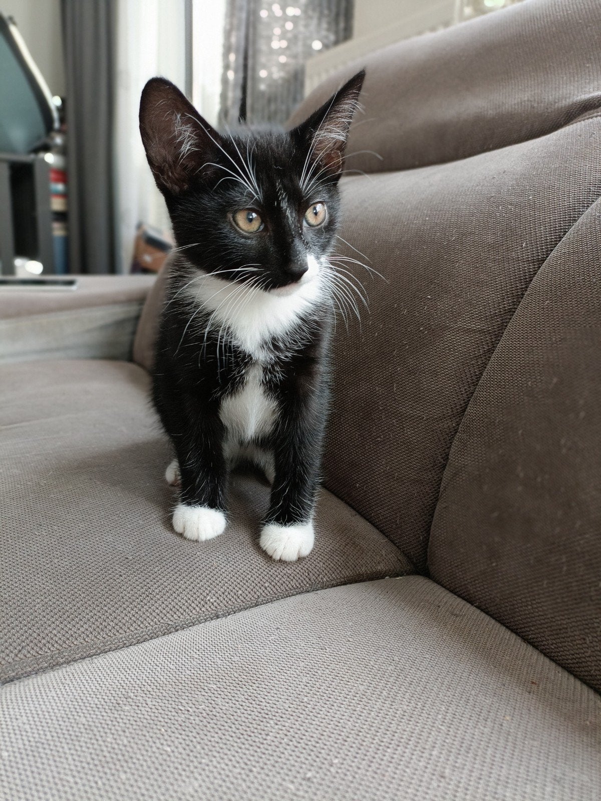 3 poesjes en een kater, Meerdere dieren, 0 tot 2 jaar