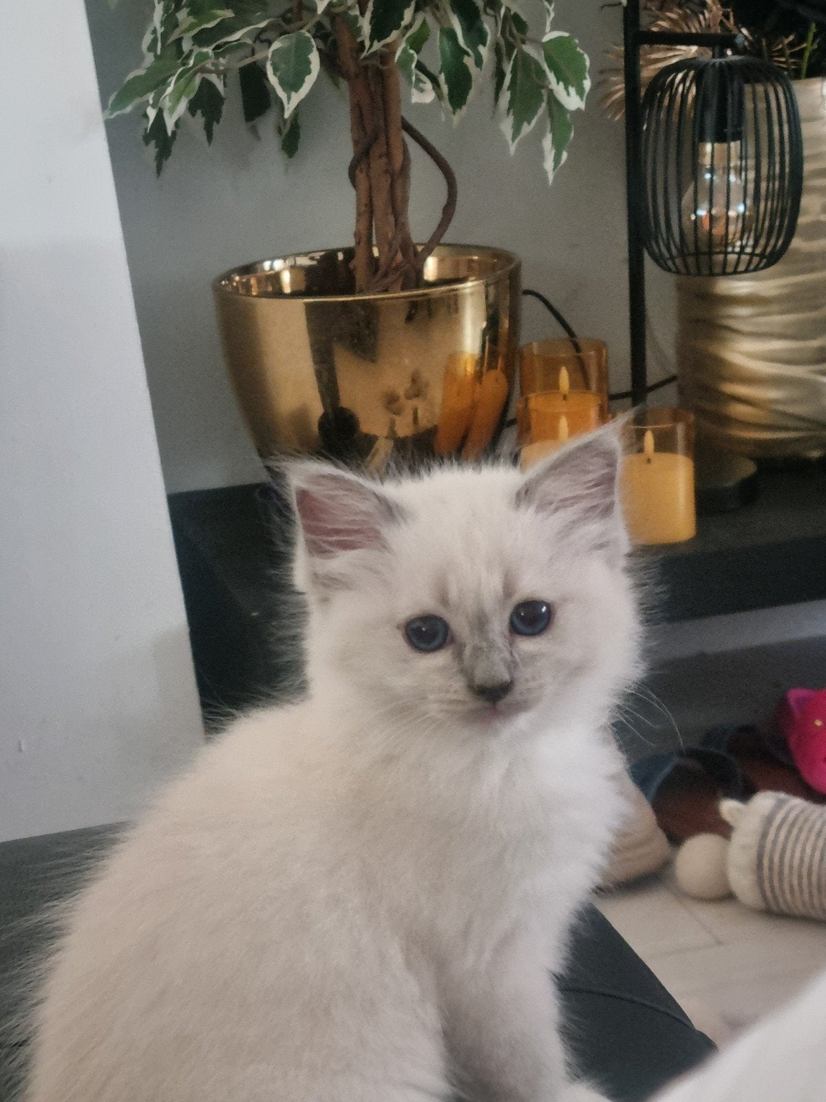 Ragdoll kitten te koop ,paspoort en chip, Poes, Gechipt