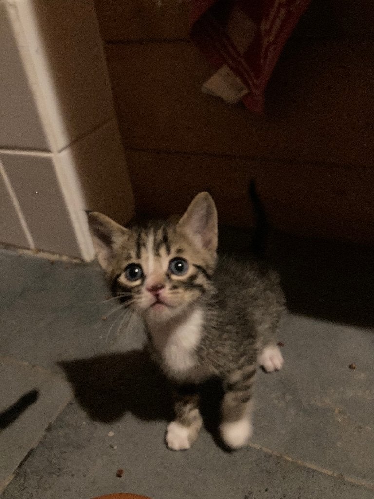 Bengaal kittens, Kater, Ontwormd, 0 tot 2 jaar