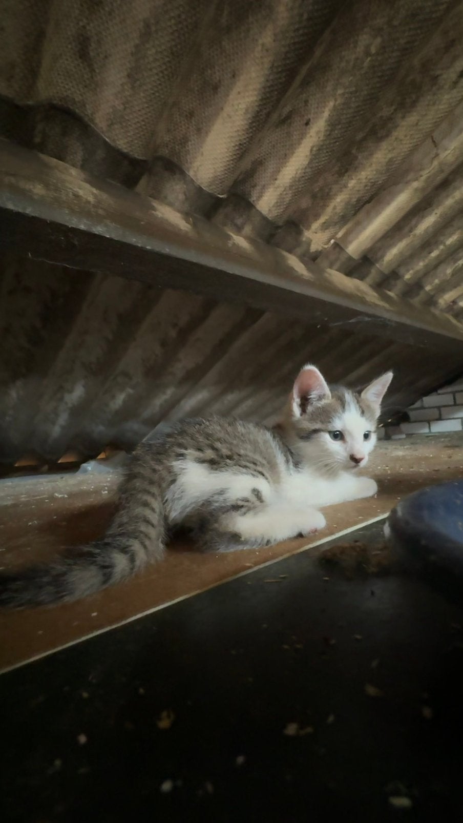 Lieve boerderijkitten te koop, Dieren en Toebehoren, Meerdere dieren, Kortharig, 0 tot 2 jaar