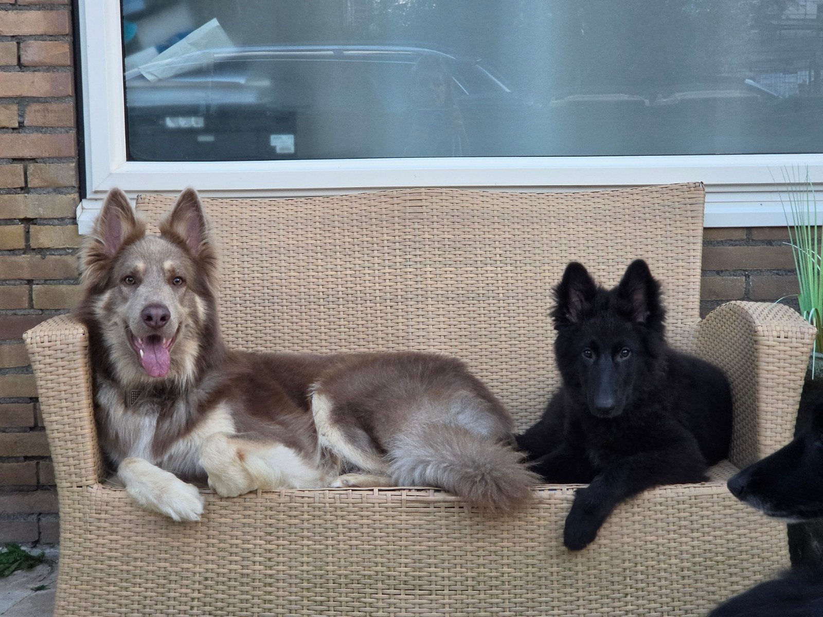 Reutje beschikbaar voor een goed thuis. Mag gelijk mee., HCC (leverziekte), 15 weken tot 1 jaar, Reu, Eén hond
