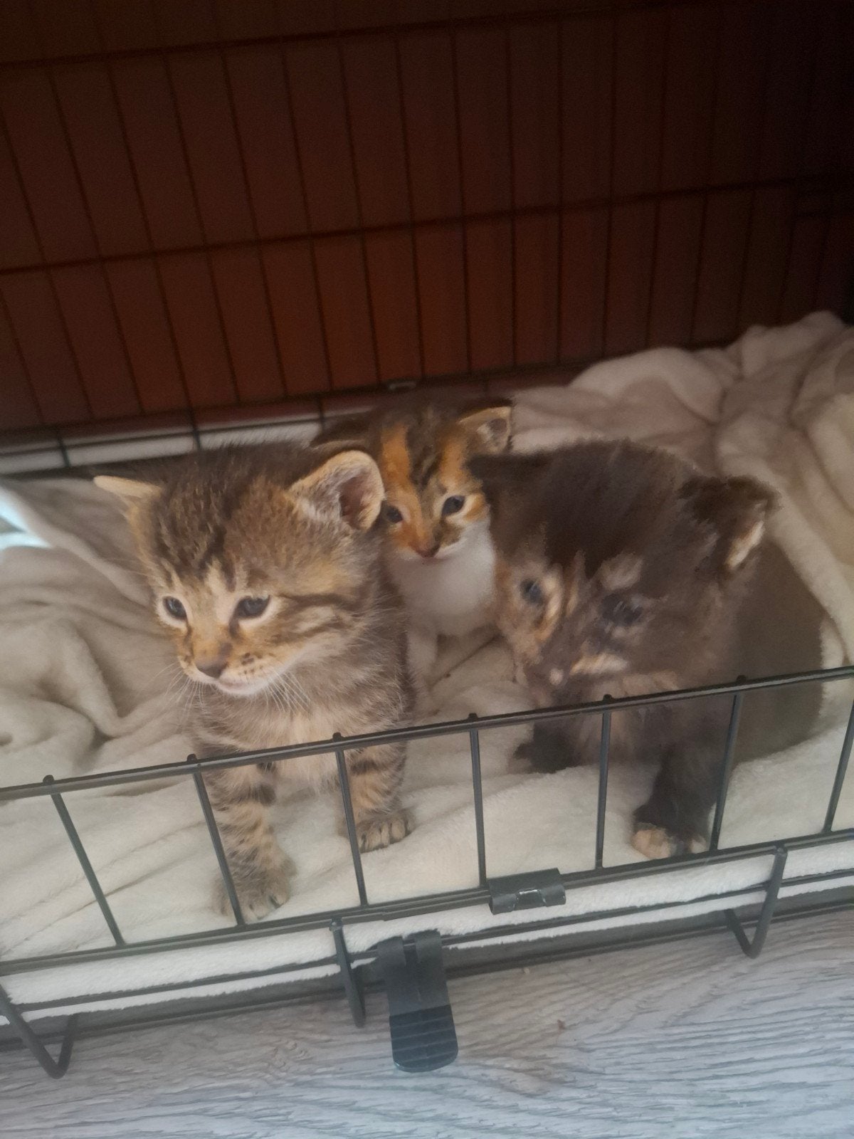 Kittens, Poes