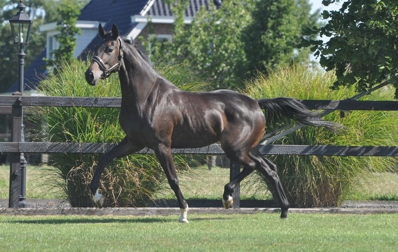 3 jarige goed bewegende  Nashville Star, Merrie, Met stamboom, Dressuurpaard, 3 tot 6 jaar