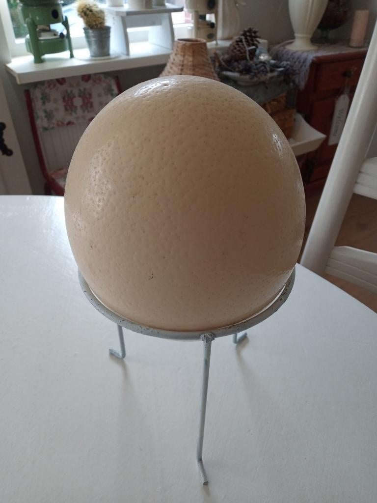 Struisvogel  ei, Verzamelen, Dierenverzamelingen, Ophalen of Verzenden