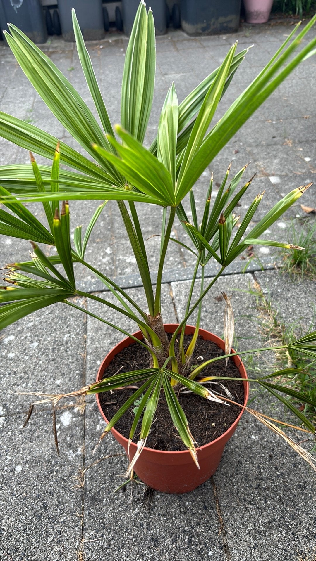 Palm, Volle zon, Vaste plant, Lente, Ophalen