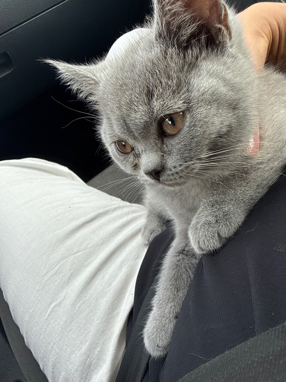 Brits korthaar kitten mannetje, Kater