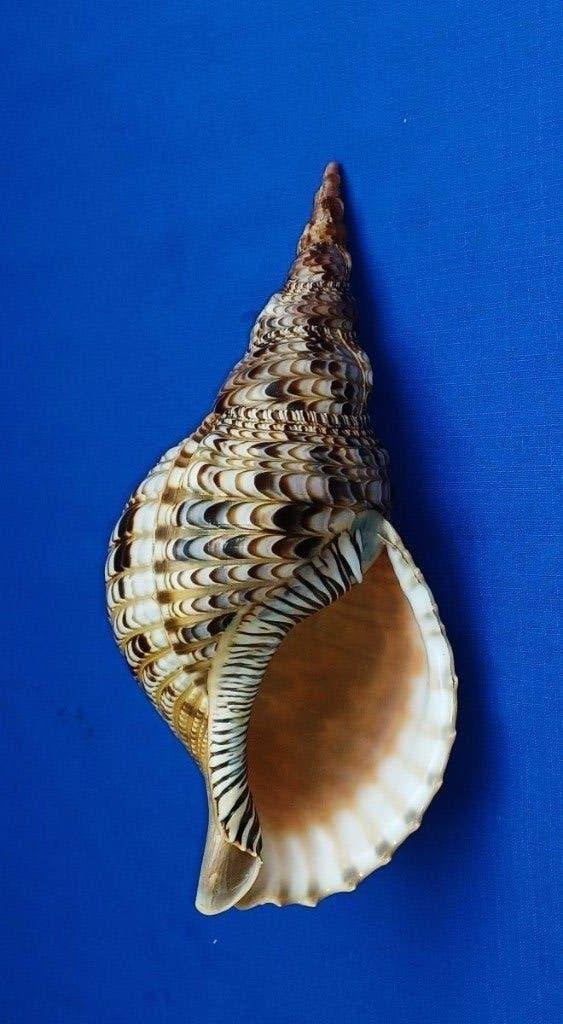 Schelpen, Charonia tritonis, Ophalen of Verzenden, Schelp(en)