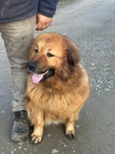 kiva, Dieren en Toebehoren, Honden | Niet-rashonden, Particulier, Buitenland, Teef, Parvo
