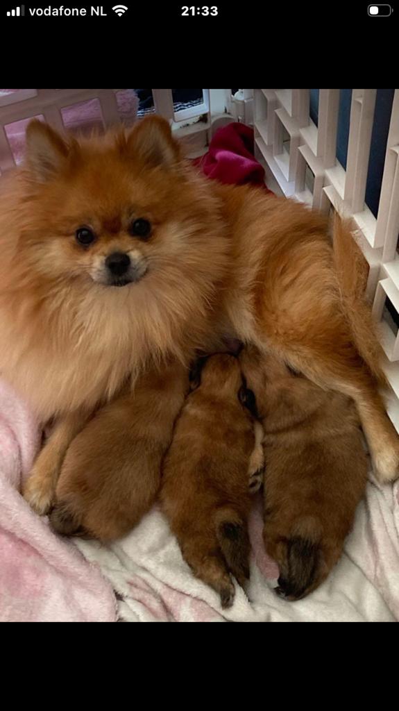 Prachtig nestje kleinkeesjes( pommeriaantjes), Keeshond, Teef, Parvo, Eén hond