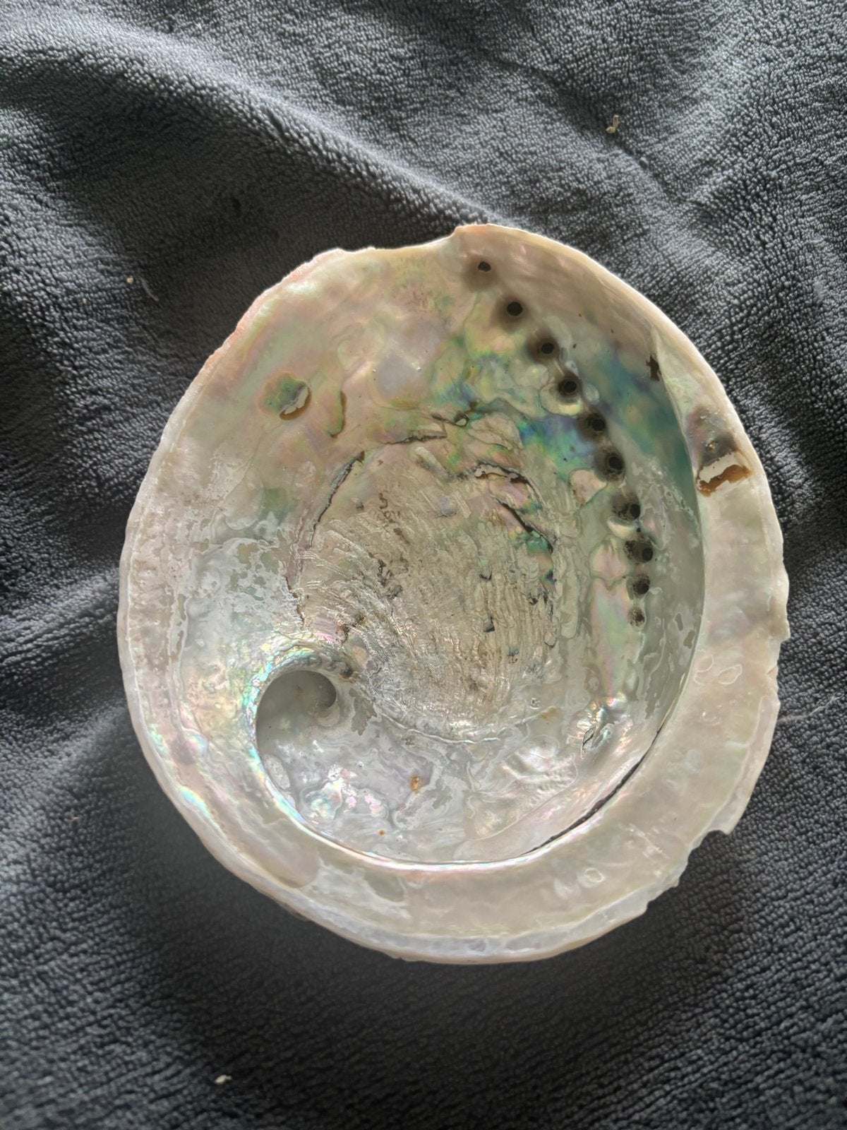 Abalone Schelp, Ophalen of Verzenden, Zo goed als nieuw