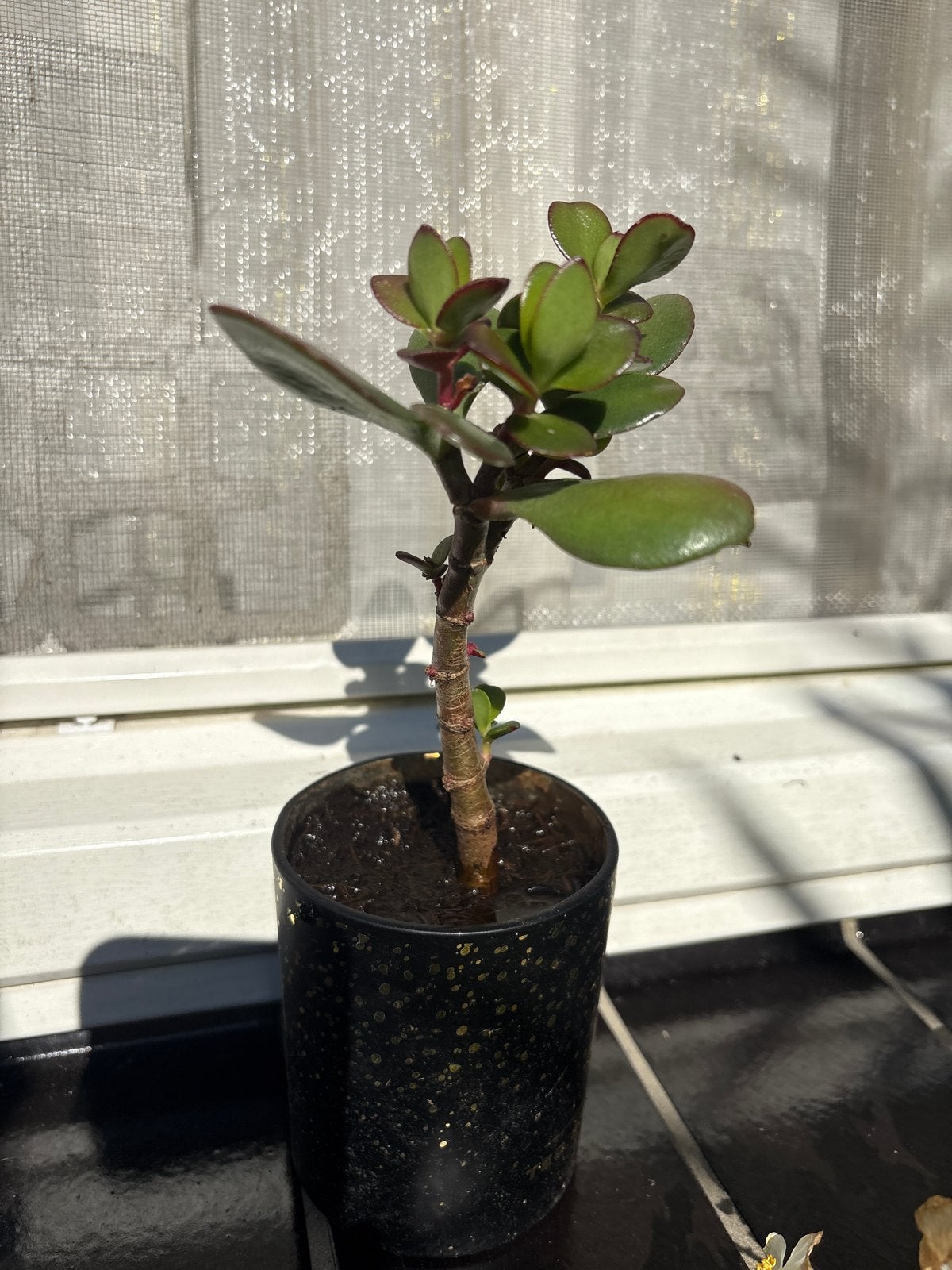Kleine Crassula Ovata (Jadeplant) in pot, Vetplant, Ophalen of Verzenden, In pot, Minder dan 100 cm