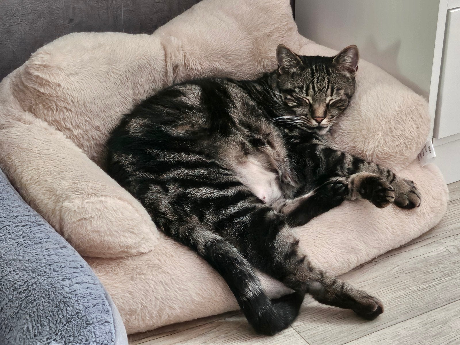 Kater, Kater
