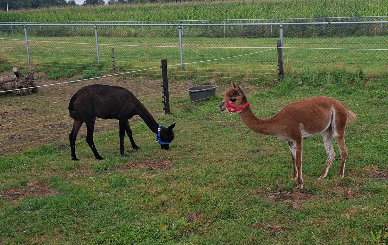 2 alpaca merrie's, Mei, Vrouwelijk