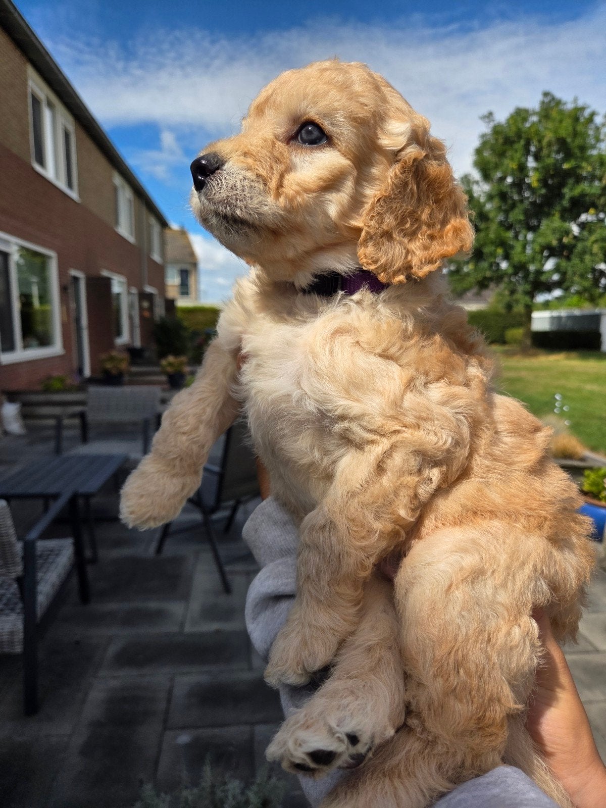 medium labradoodle pups, 3 reutjes en 1 teefje, 4 sep verhui, Dieren en Toebehoren, Honden | Niet-rashonden, Parvo, 8 tot 15 weken