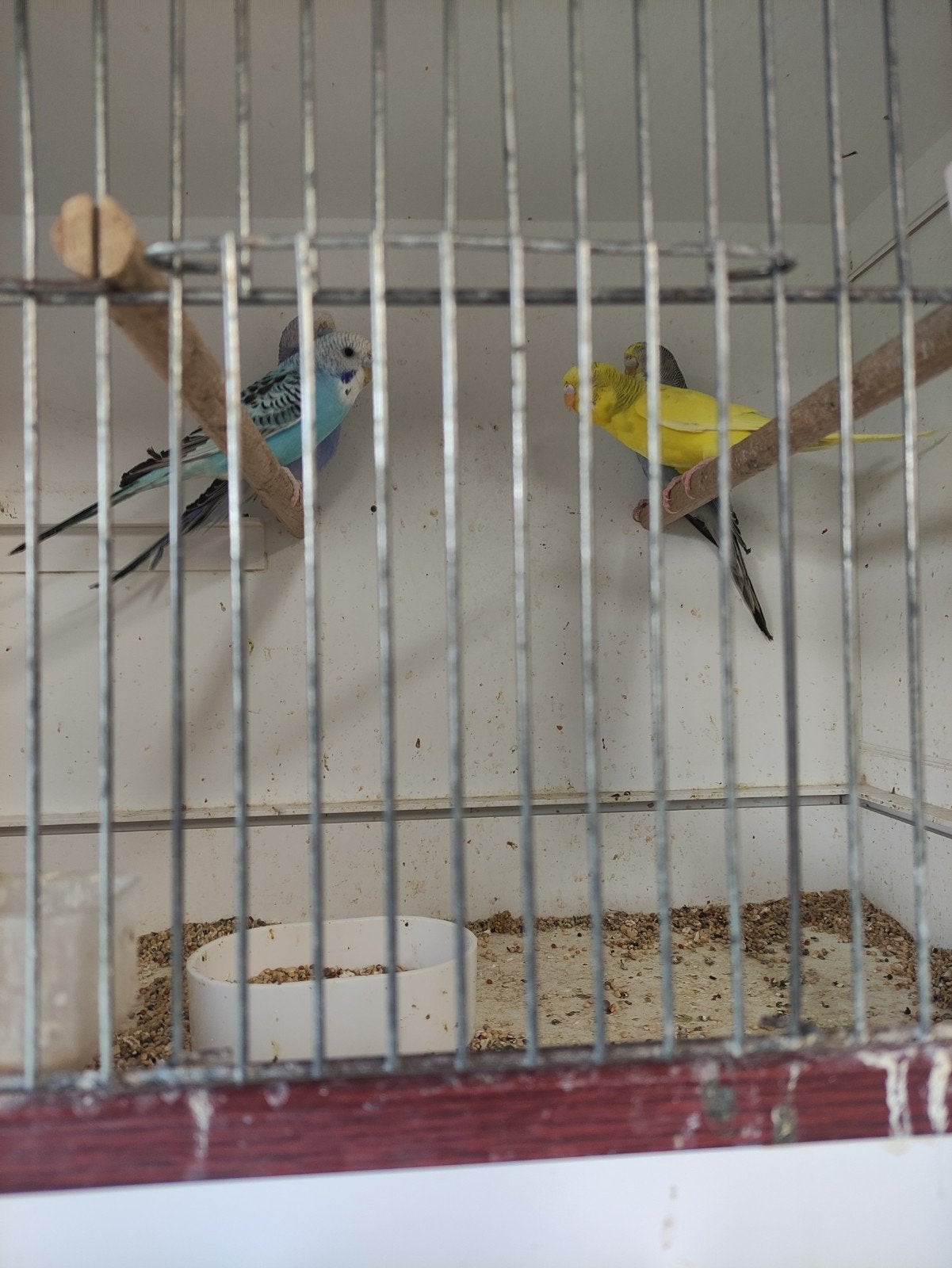 te Koop grasparkieten, Meerdere dieren, Parkiet