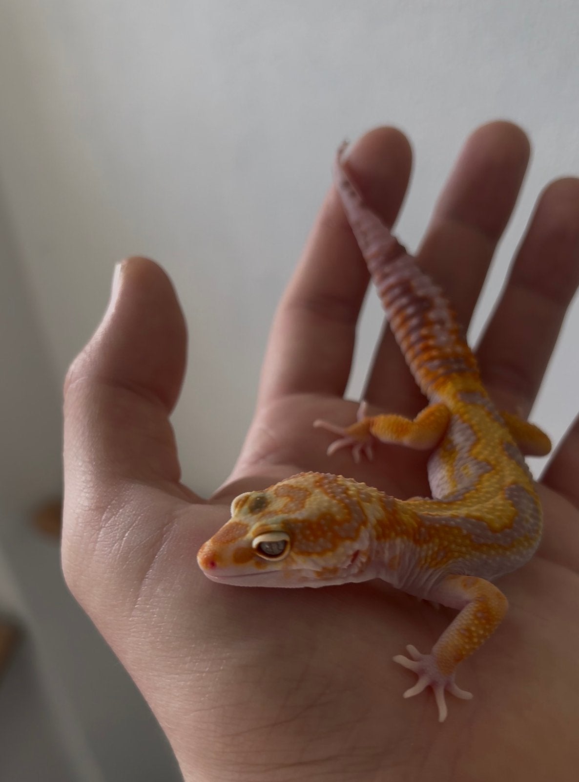 1.0 wy FBC tremper (firetremper line), Dieren en Toebehoren, Reptielen en Amfibieën, Hagedis, Tam, 0 tot 2 jaar