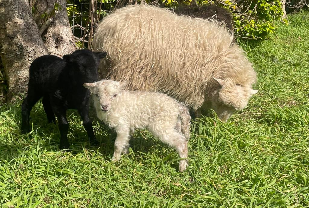 2 Mooi oussant lam rammen elk aannemelijk bod, Mannelijk, Schaap