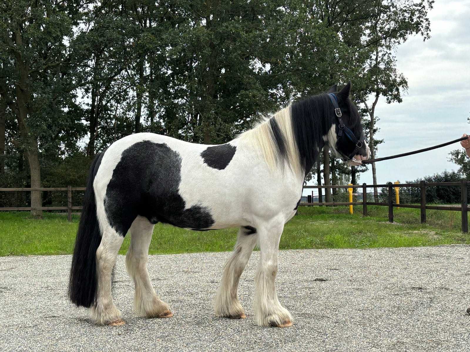 Lieve 16 jarige tinker ruin 1.42m, Dieren en Toebehoren, Ruin, 11 jaar of ouder, Recreatiepony, D pony (1.37m tot 1.48m)