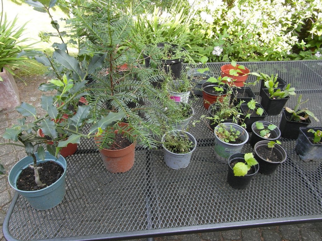 tuinplanten: stekjes, zaailingen, diverse soorten en grootte, Ophalen, Vaste plant, Overige soorten, Halfschaduw
