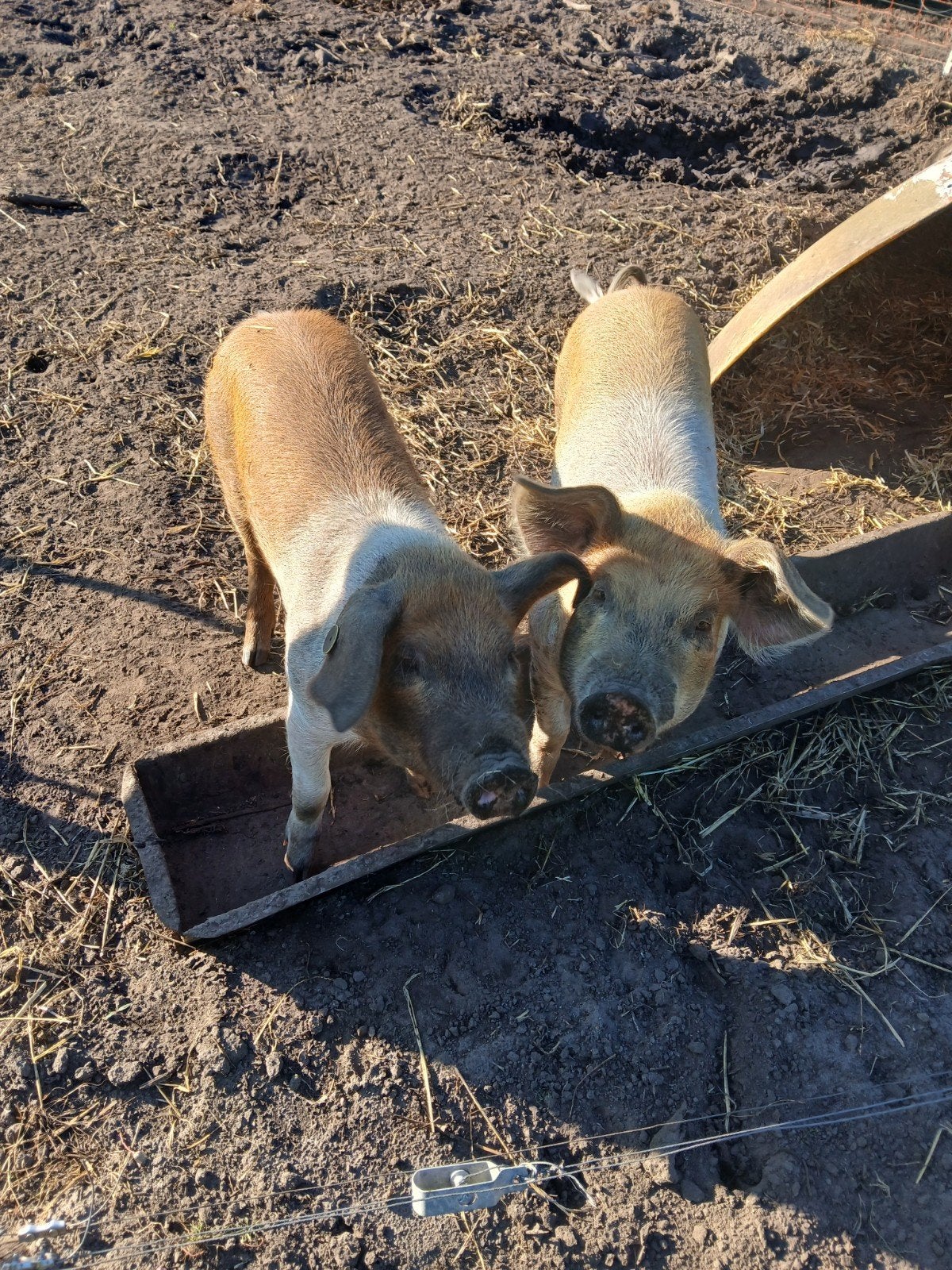 twee Husumer borgjes, Mannelijk, Varken, 0 tot 2 jaar