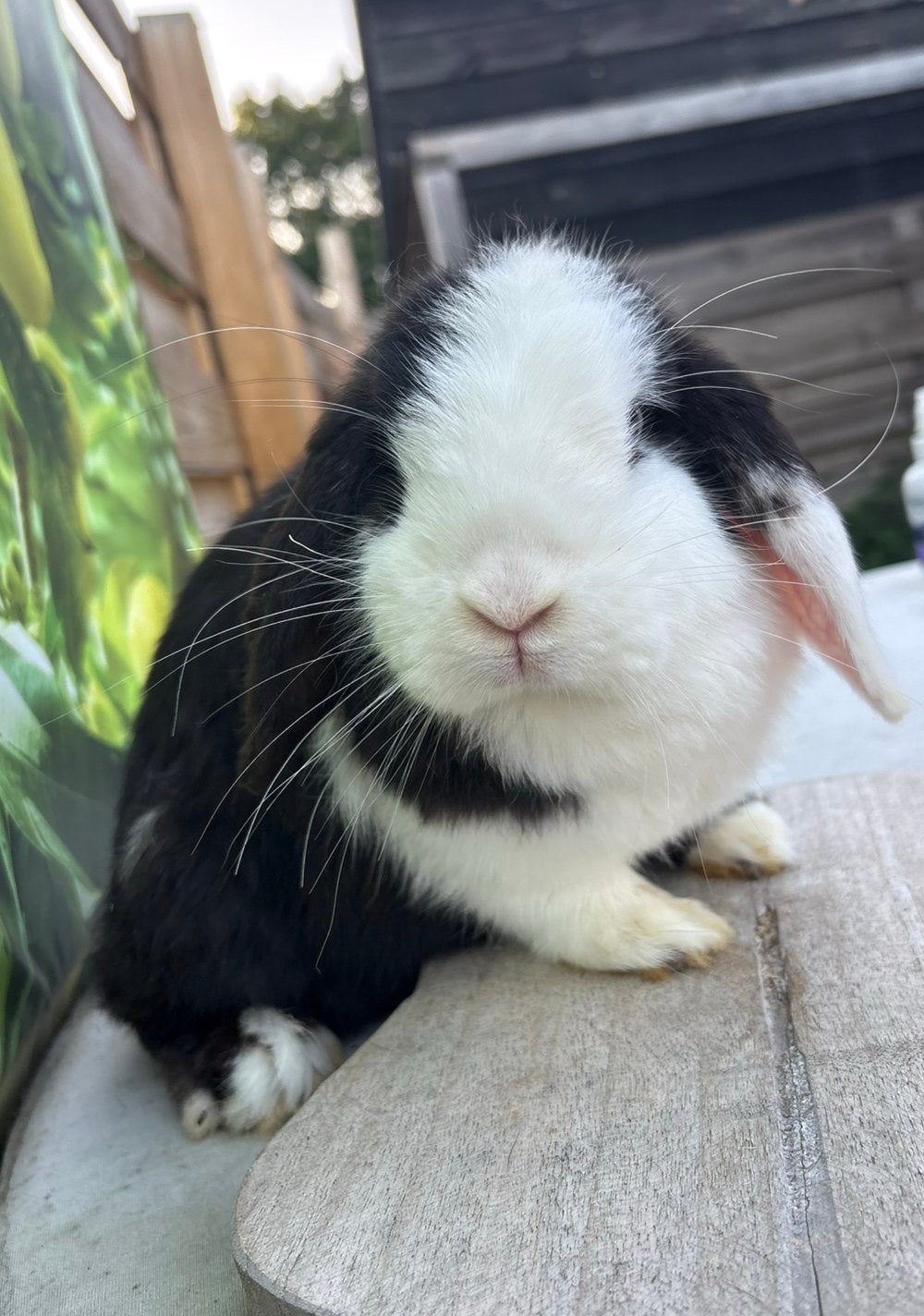 Knappe raszuivere minilop voedster 🐰🩷, Vrouwelijk, Dwerg, Hangoor, 0 tot 2 jaar