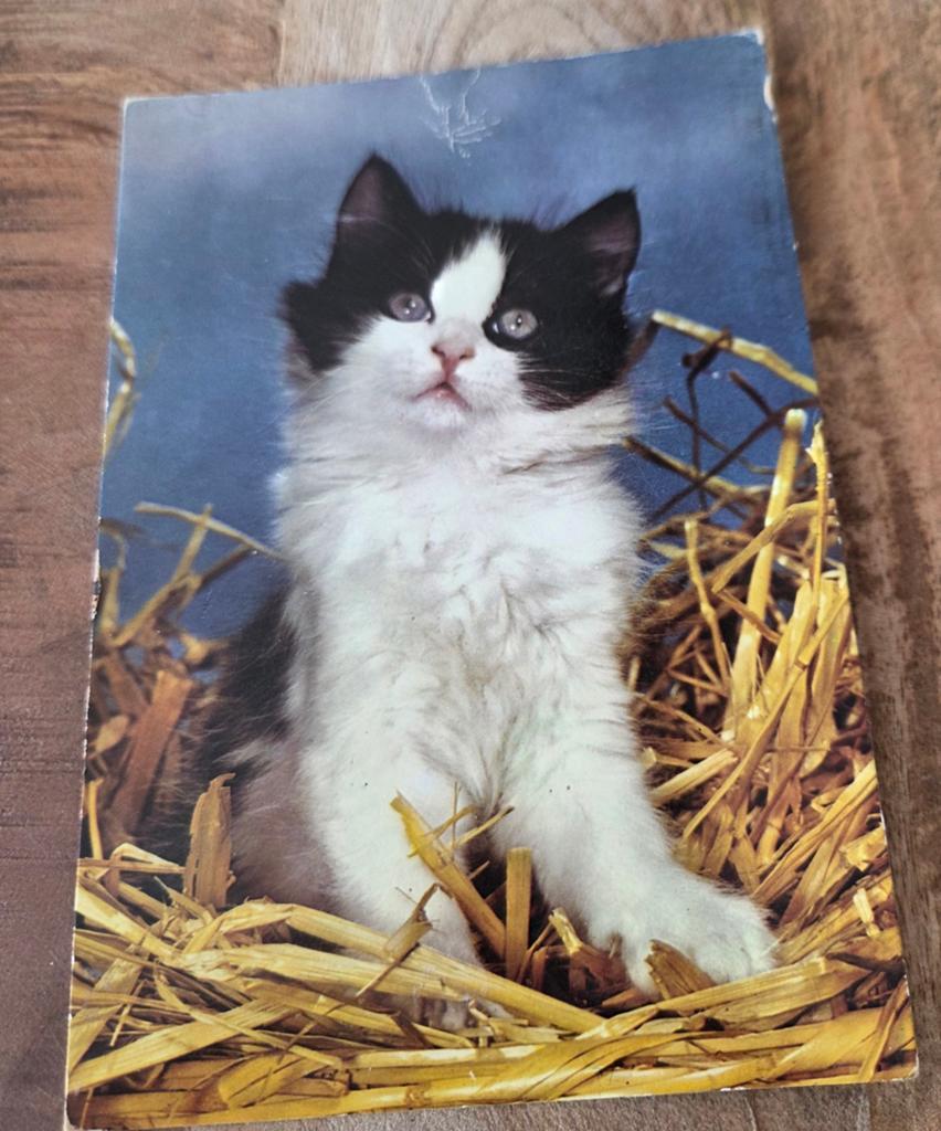Zwart wit katje in het hooi - ANSICHTKAART, Verzenden, Gelopen, Hond of Kat