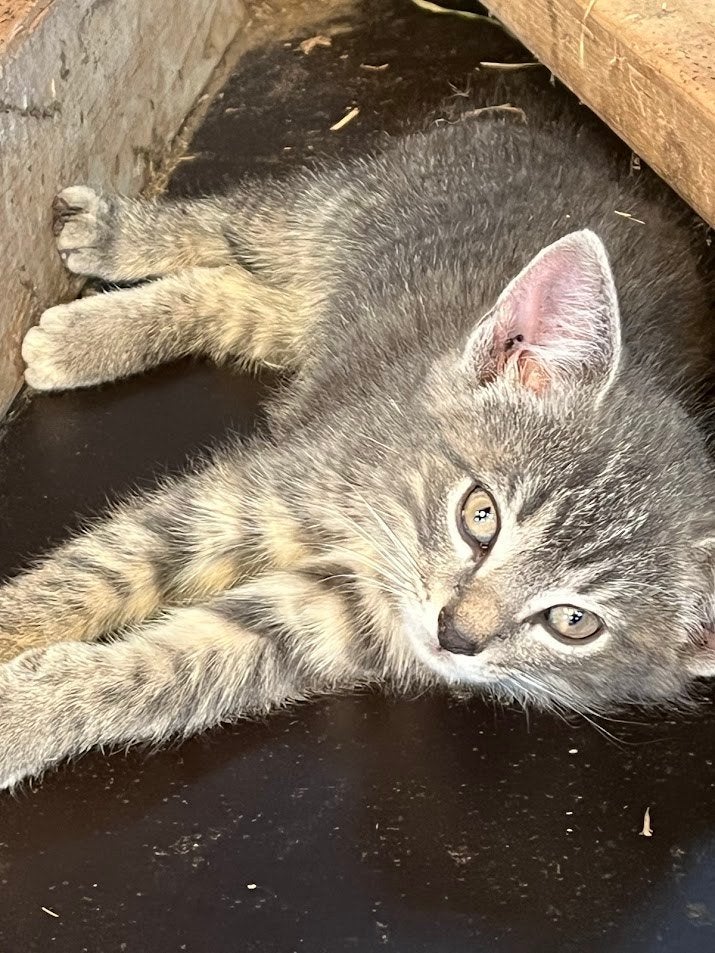 boerderij kittens, Geslacht onbekend, Ontwormd, 0 tot 2 jaar