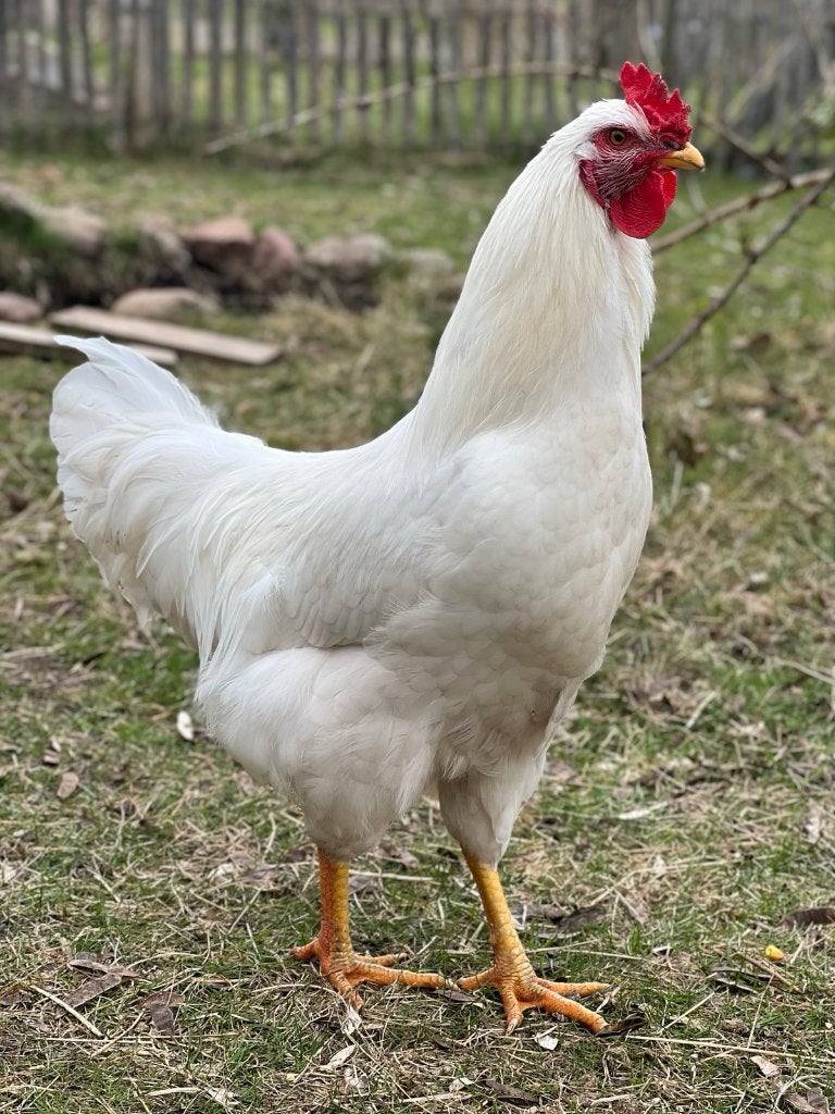 Prachtige spierwitte haan, Dieren en Toebehoren, Pluimvee, Mannelijk, Kip