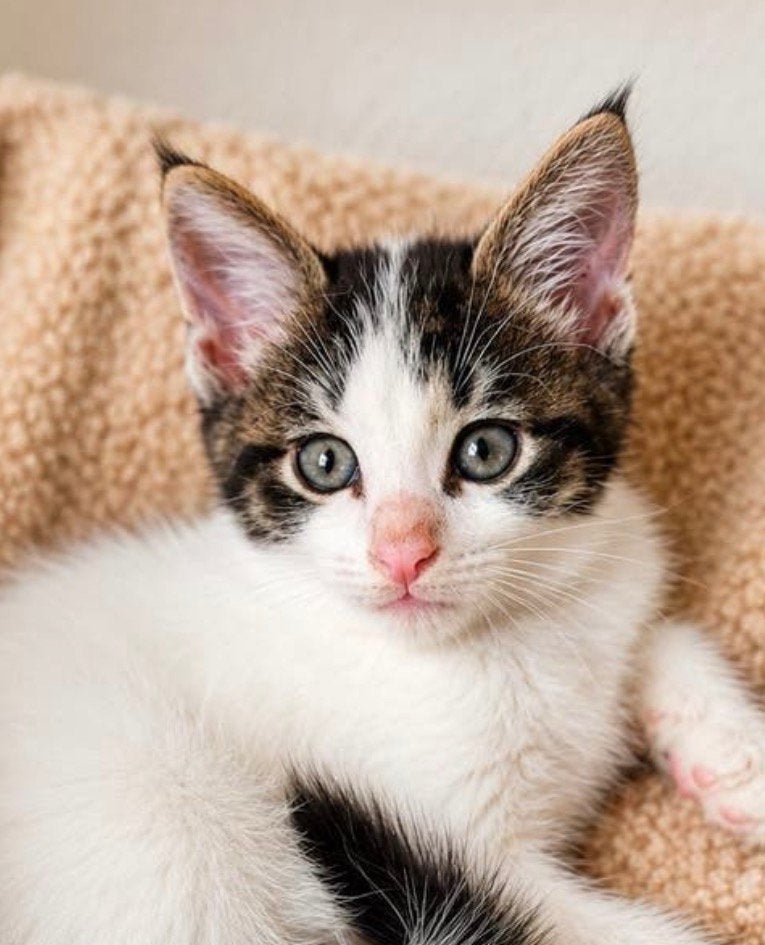 Maine Coon X kitten poesje - mag verhuizen, Dieren en Toebehoren, Katten en Kittens | Raskatten | Korthaar, Poes, Gechipt