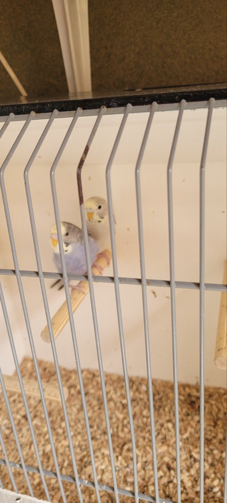 2 grasparkieten te koop, Meerdere dieren, Parkiet