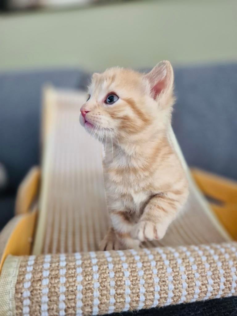 Kittens opzoek naar gouden mandje, Dieren en Toebehoren, Meerdere dieren, Ontwormd