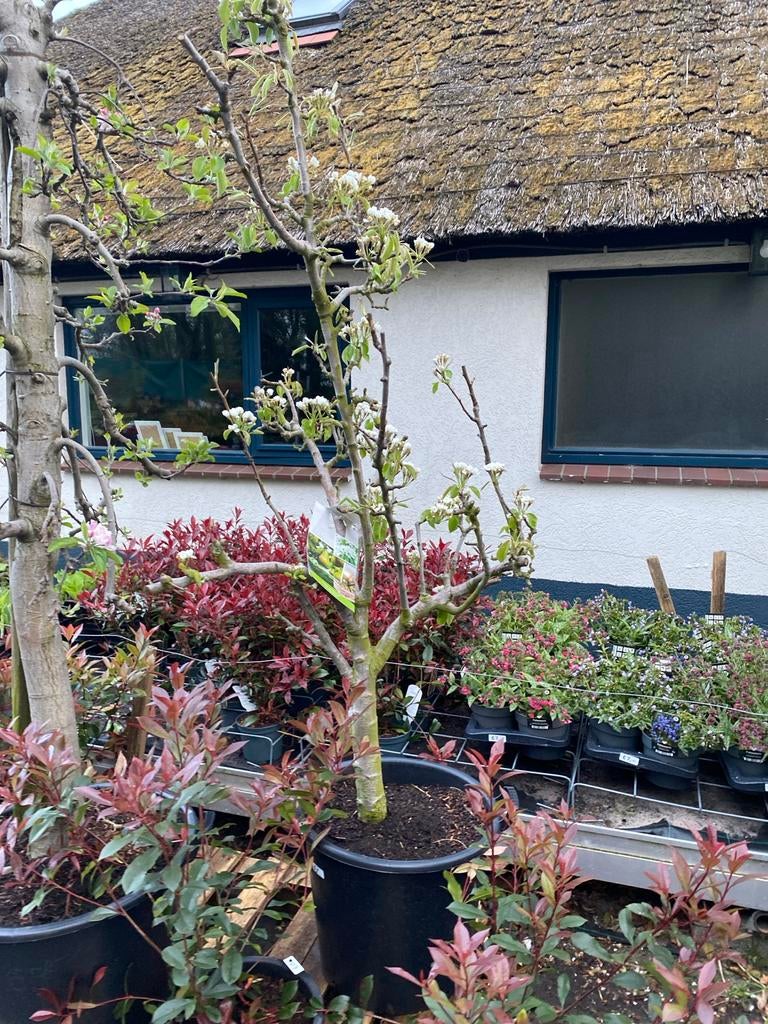 Conference Perenboom - 6 jaar oud, Tuin en Terras, Ophalen, In pot, Perenboom