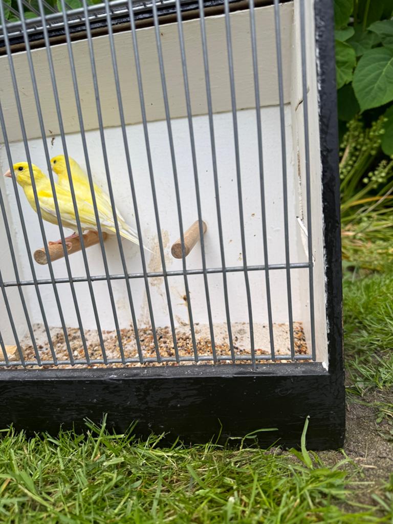 Mooie geel mozaïek jongen 2026, Dieren en Toebehoren, Vogels | Kanaries, Geslacht onbekend, Kleurkanarie