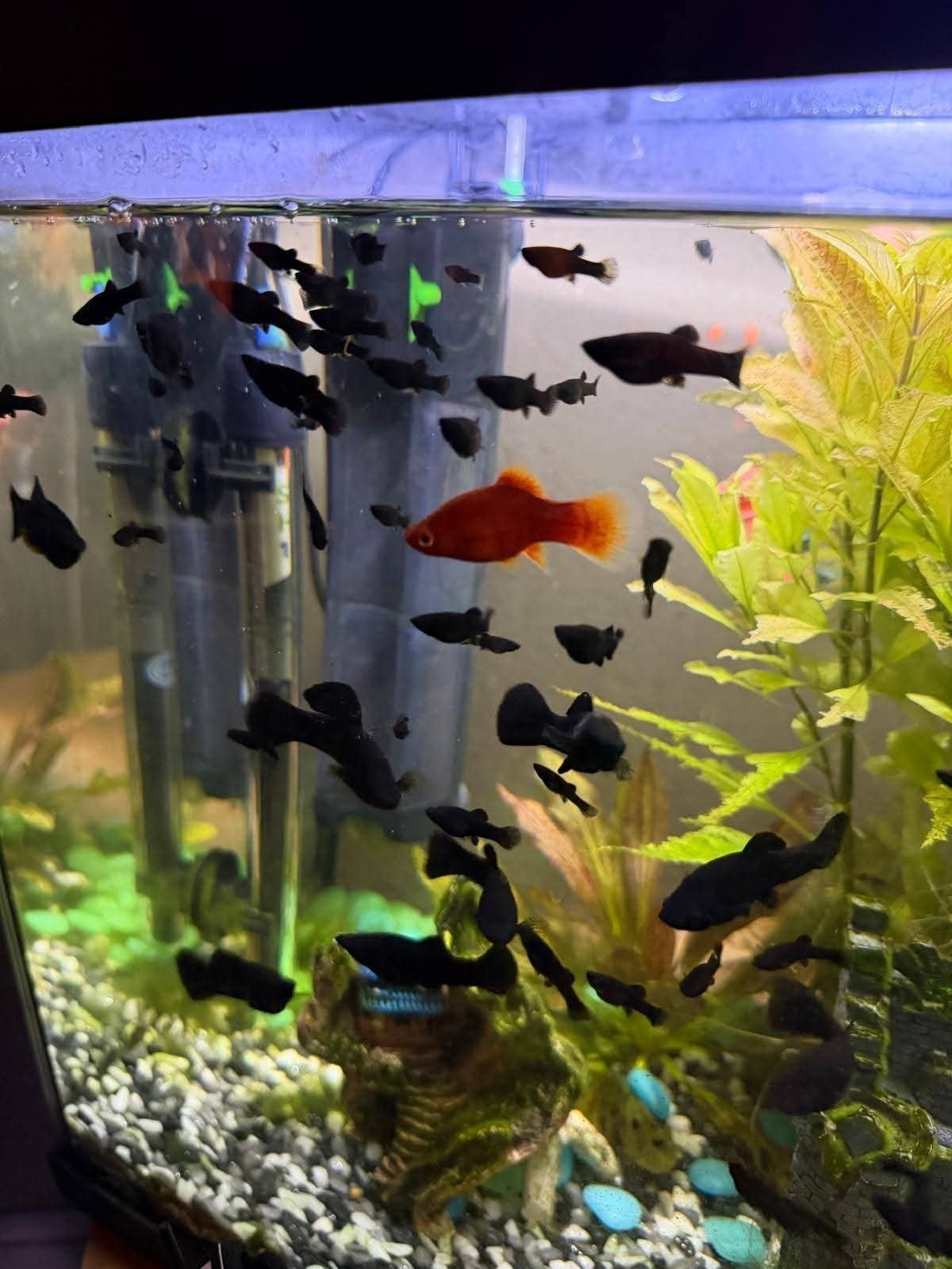 Black Molly, Dieren en Toebehoren, Vis