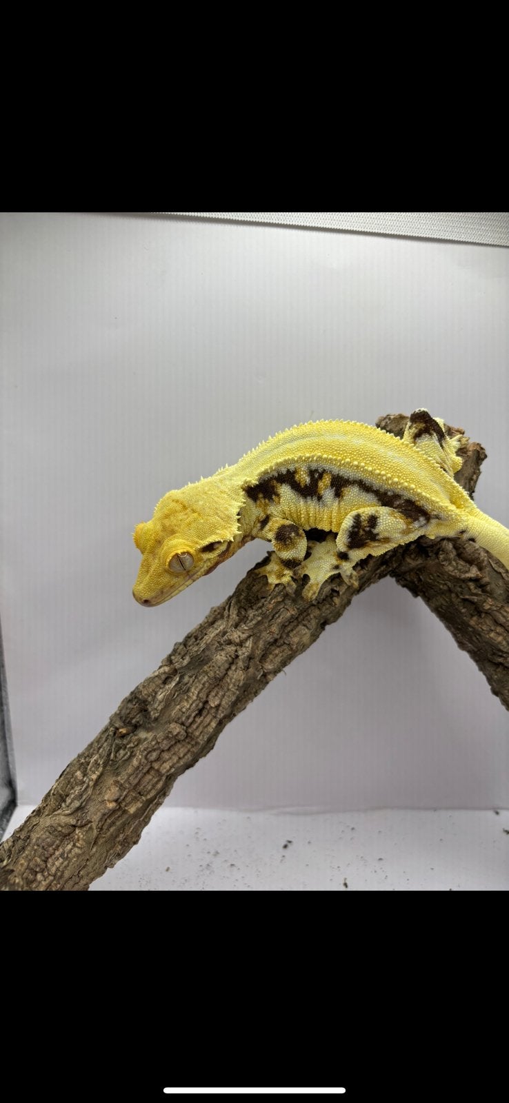 Wimpergekko vrouw lilly white Crested Gecko - female for sale from Kiki