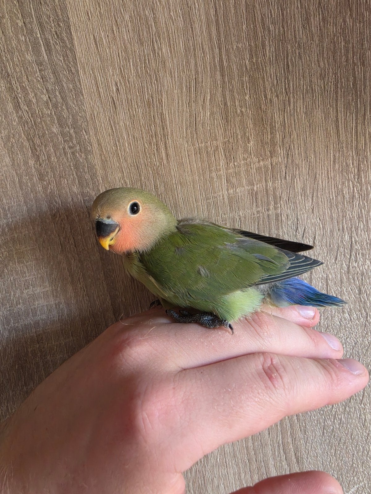 te koop 3 jonge agapornissen, Geslacht onbekend, Dwergpapegaai of Agapornis