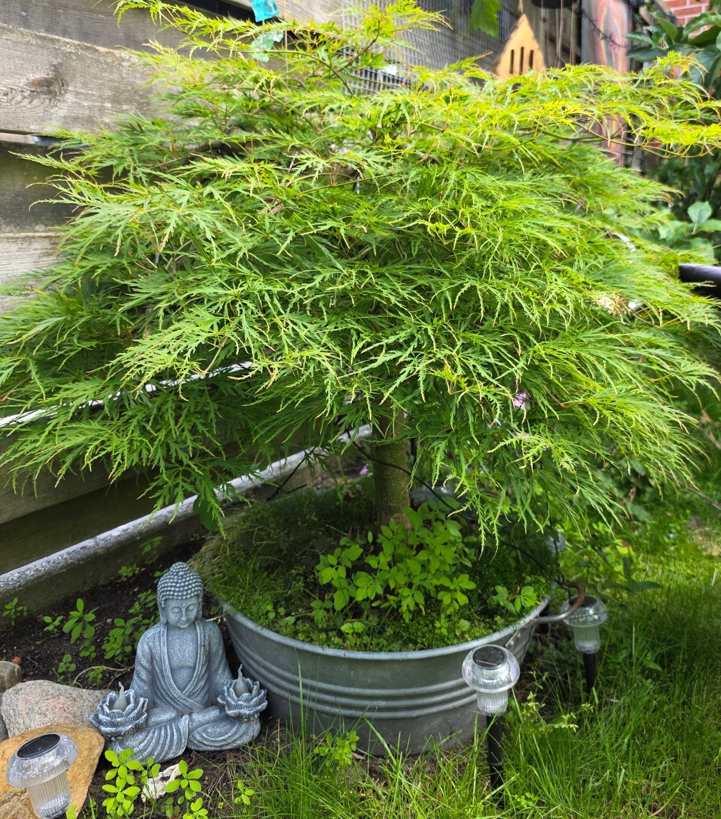 Bonsai Japanse esdoorn ,dikke stam, Ophalen, Bloeit niet, Halfschaduw, Overige soorten