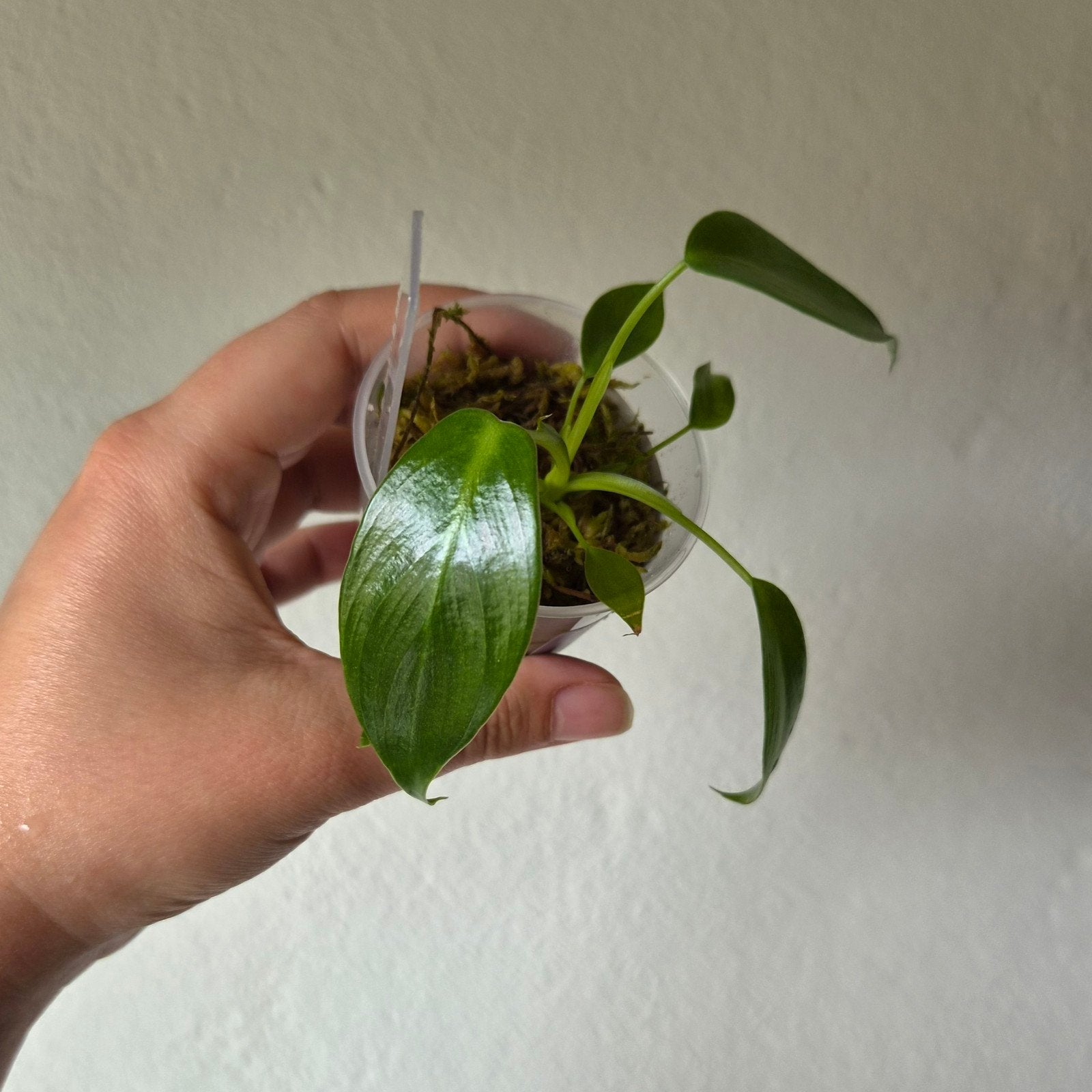 Philodendron Spiritus Sancti, Ophalen of Verzenden