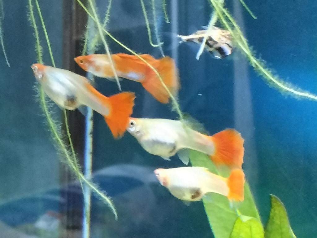 20 Red head patinum baby guppy's, Dieren en Toebehoren, Vissen | Aquariumvissen, Vis, Zoetwatervis