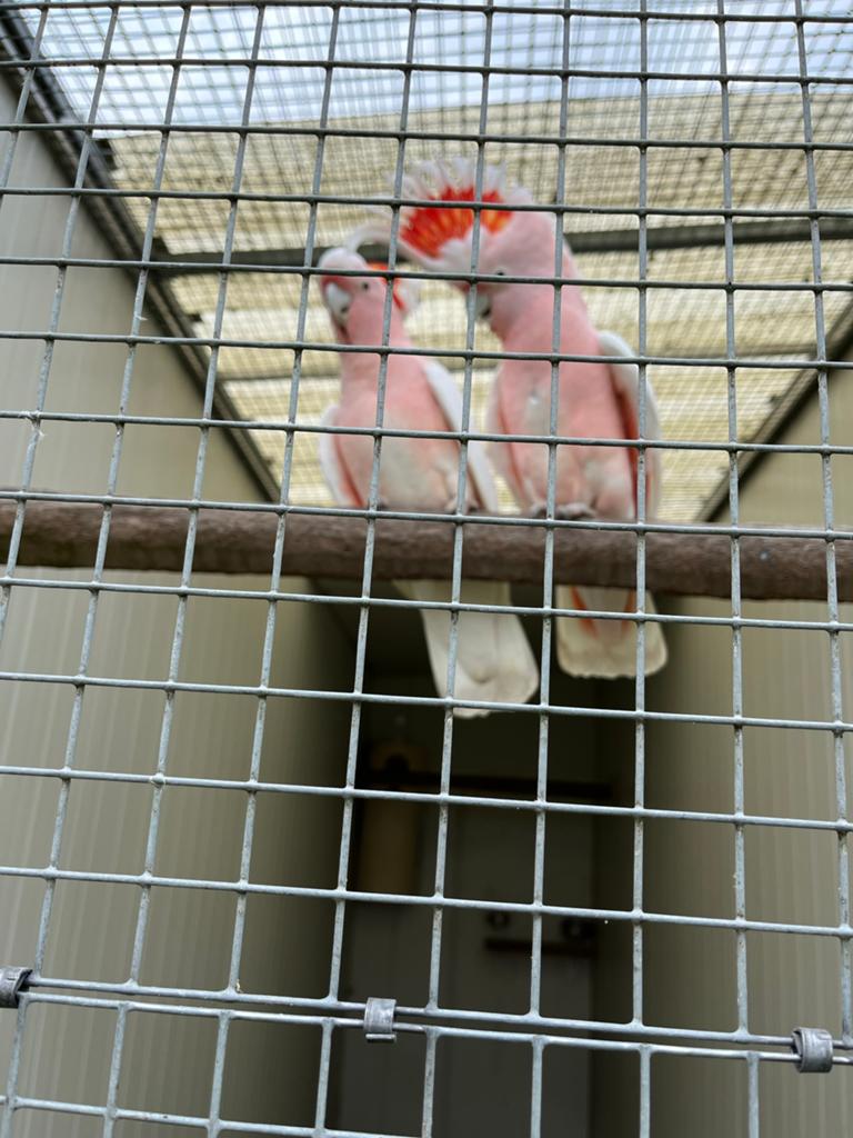 Kweekkoppel inka kanetoe 2019, Meerdere dieren, Parkiet, Geringd