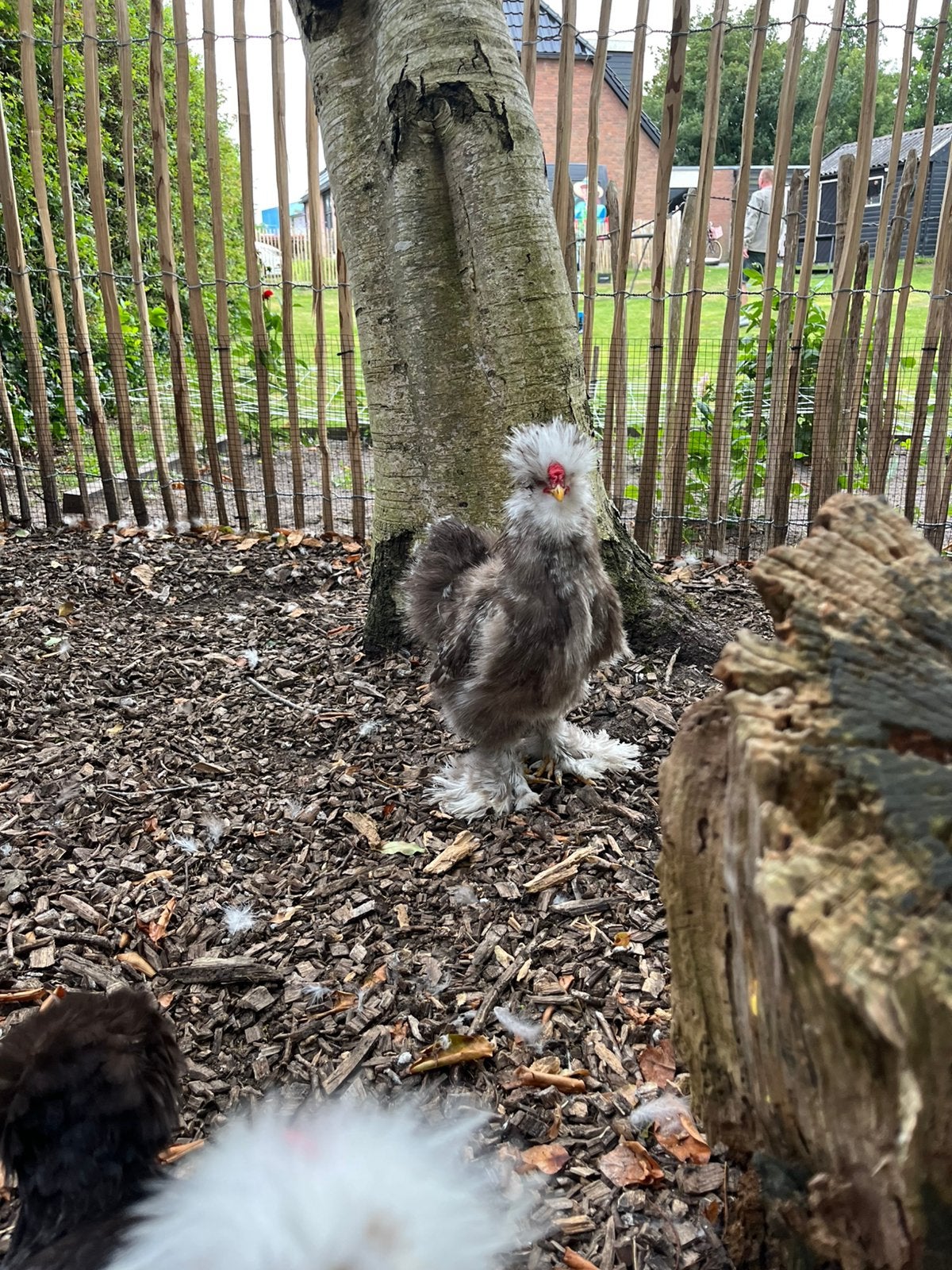 Mooie zijdehoen (dek)haan Choco mottled, Mannelijk, Kip