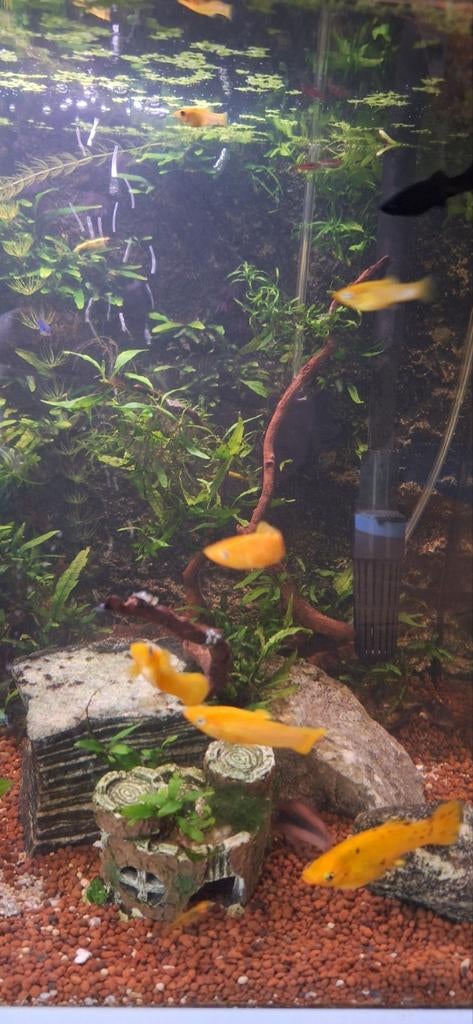 Gele mollies, Dieren en Toebehoren, Vissen | Aquariumvissen, Vis, Zoetwatervis, Schoolvis