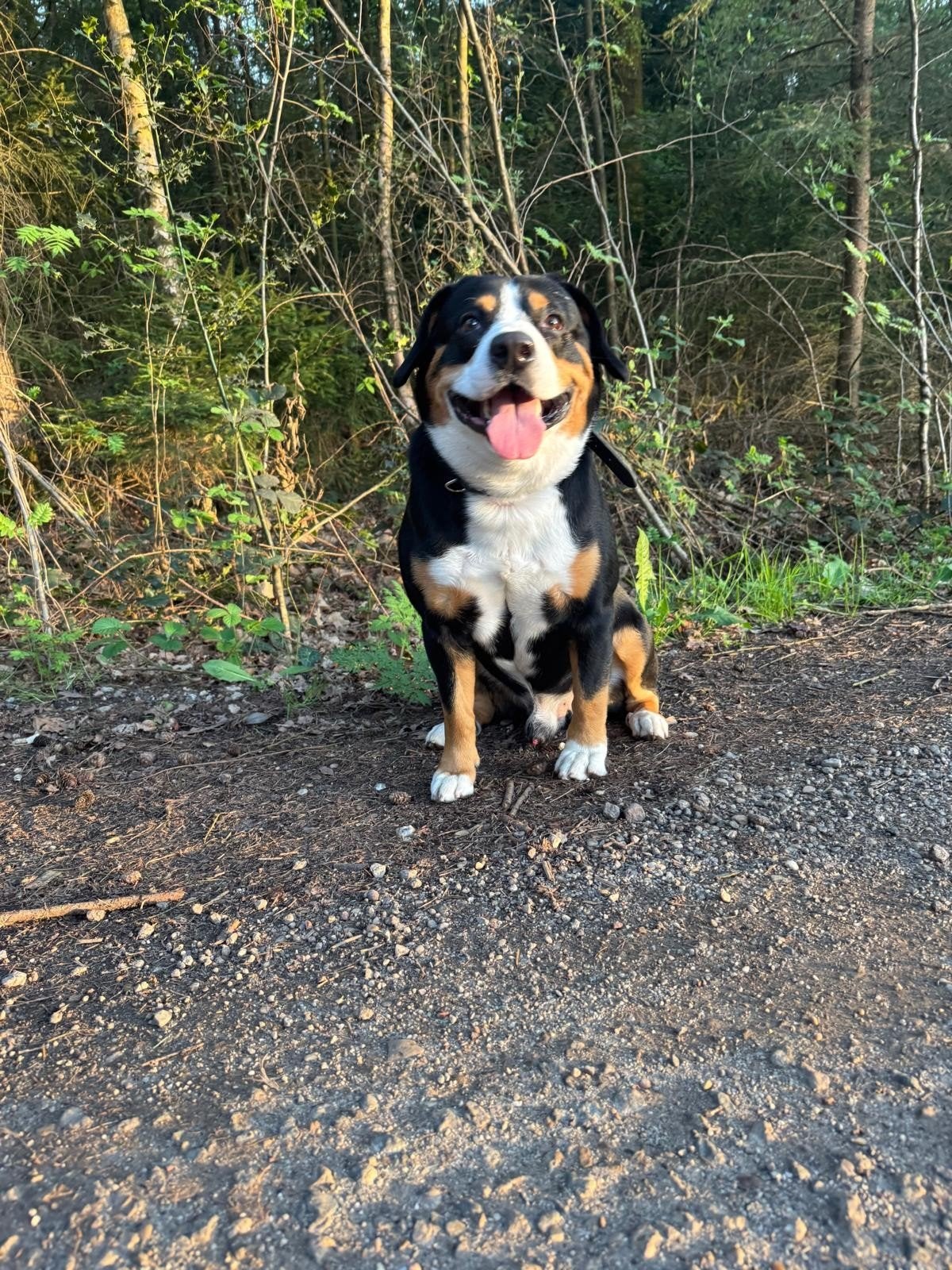Entlebucher sennenhond, Reu, Sennenhond, Eén hond, 3 tot 5 jaar
