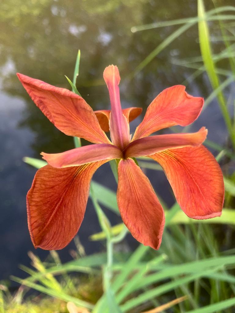 Vijverplanten, Tuin en Terras, Ophalen, Nieuw