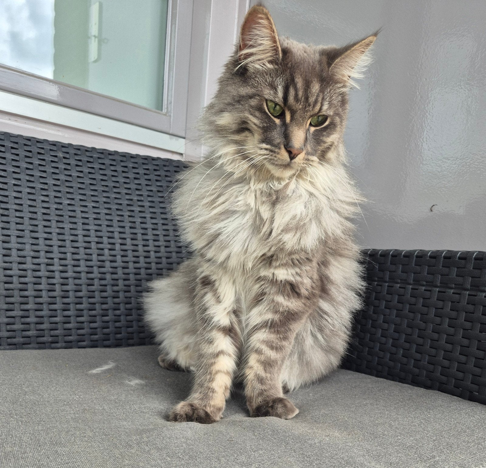 x maincoone aangeboden, Kater, Gechipt, 0 tot 2 jaar