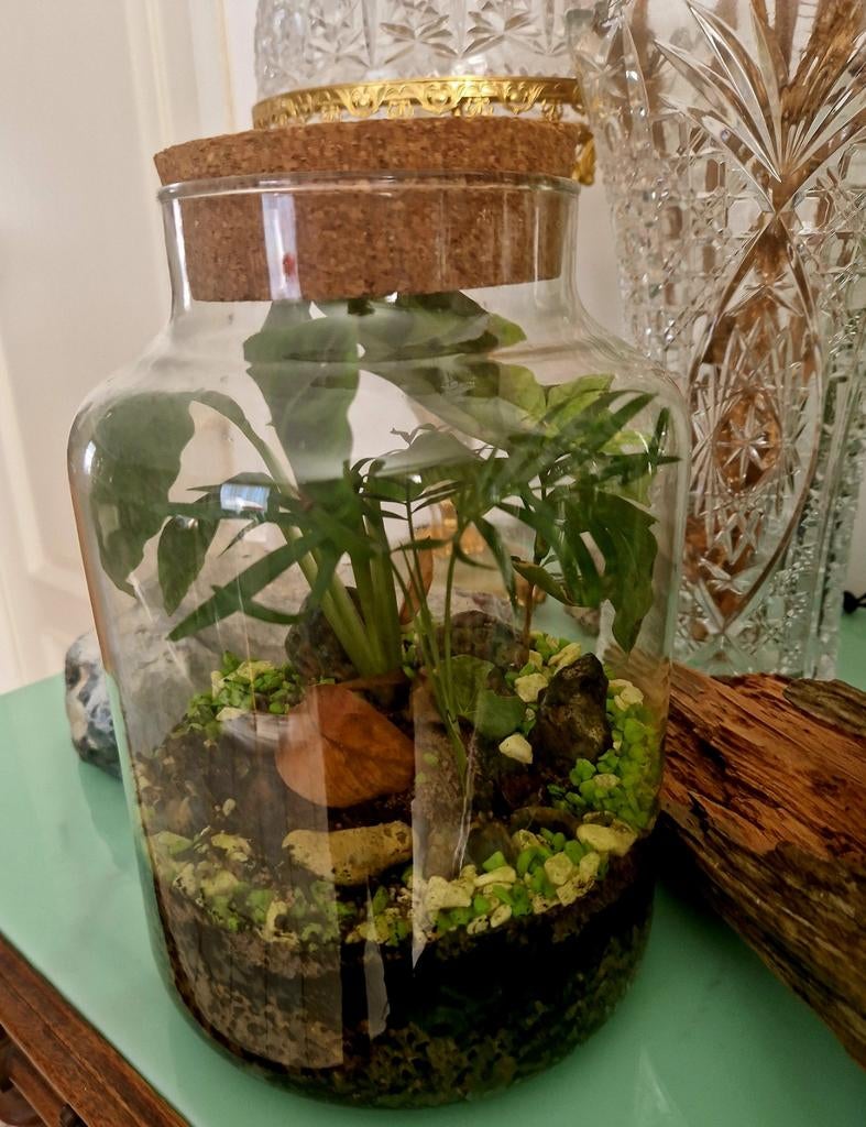 Terrarium met planten, Ophalen, Halfschaduw, Minder dan 100 cm