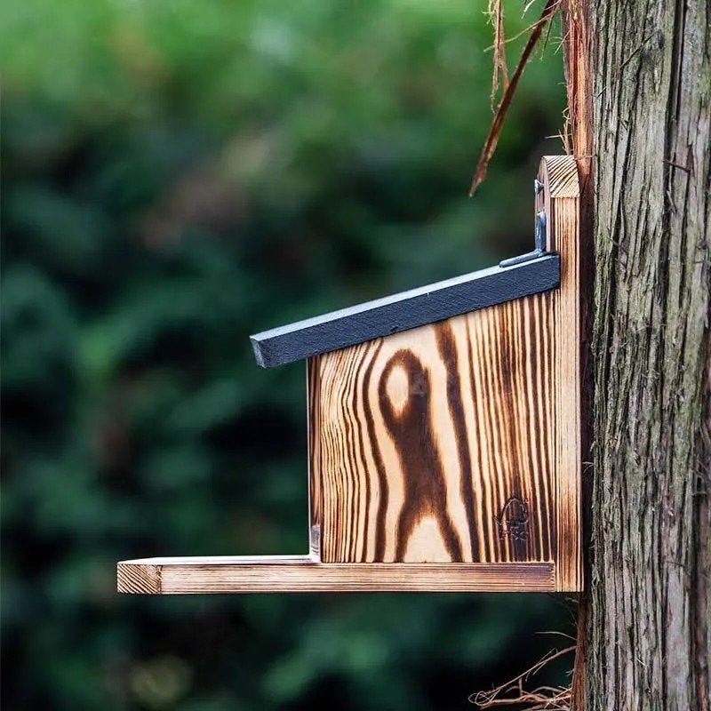 Eekhoorn voederhuisje van vuren/douglas hout met plexiglas, Ophalen, Nieuw